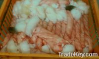 Sell Frozen Rabbit Skins from Greece