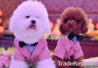 Sell cute pet suit