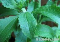 Sell natural sweetener, organic stevia