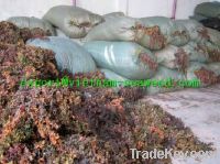 Sell Brown Sargassum Seaweed