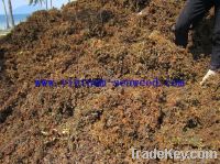 Sell Brown Sargassum Seaweed