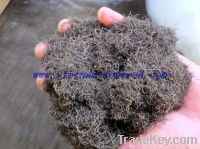 Gracilaria Seaweed Powder
