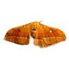 Sell  male silk moth extract