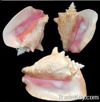 We Sell Queen Conch Shells