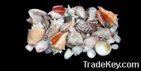 We Sell Sea Shells