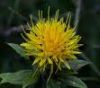 Sell Safflower oil