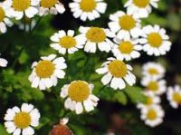 Sell Feverfew Extract