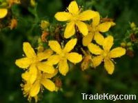 Sell St.John's wort Extract