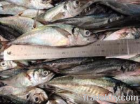 Sell Horse Mackerel