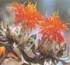 Sell natural color safflower yellow