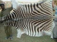 animal extract Zebra Skins, Real Hides and Authentic Pelts for sale