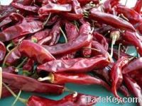 Sell Dried Red Chillies - Sannam S4 / 334