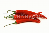 Sell Chili Pepper