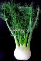 Sell Fennel