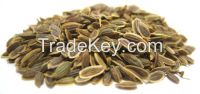 Sell Dill Seeds