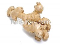 Sell Ginger Root