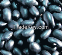 Sell Small black kidney beans