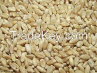 Sell Hard White Wheat Berries