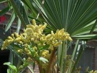 Sell Saw Palmetto extract/plant extract/natural extract