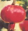 Sell Pomegranate Hull extract Ellagic Acid 95%