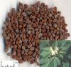 Sell Fenugreek extract/natural extract/plant extract