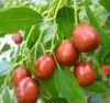 Sell  Ziziphus jujuba Extract/plant extract/herbal extract