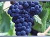 Sell Grape skin Extract/Resveratrol