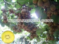 Sell yellow pulp kiwi fruit