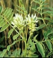 Sell Licorice extract