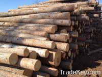 Sell round logs and boards of pine, spruce, fir and larch