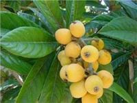 Sell Loquat leaf extract