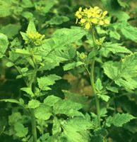Sell Mustard Seed Extract(Semen Sinapis Extract)