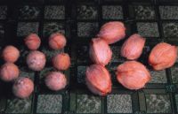 Fresh matured Coconut