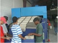 Sell  egg tray making machine