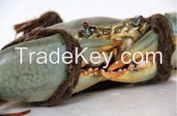 Live green mud crab