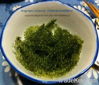 Sell sea grapes seaweed (seagrapes, Green Caviar, Caulerpa lentillifer
