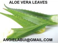 FRESH ALOE VERA LEAVES