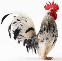 Sell Poultry Enzyme