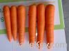 Sell carrot