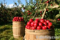 Sell pesticide free apples