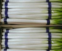 Sell green onion / shallot, Fresh NEW crop 2010