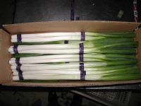 Sell green onion / shallot, Fresh NEW crop 2010