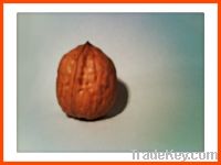 Sell walnuts in shell