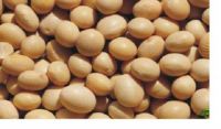 Sell Soybean Prowder Extract
