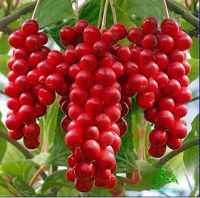 Sell Schisandra Cinensis Poweder Extract