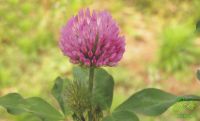Sell Red Clover Powder Extract