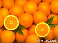Sell Fresh Oranges