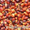 Palm Kernel Oil For Sale