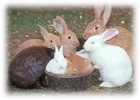 EMUS AND RABBITS