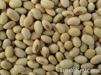 Sell Chinese Soya Beans